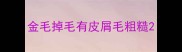 金毛掉毛有皮屑毛粗糙
