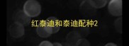 红泰迪和泰迪配种