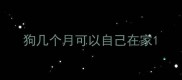 狗几个月可以自己在家