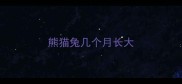 熊猫兔几个月长大