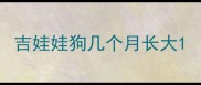 吉娃娃狗几个月长大