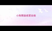 小狗胃肠感冒发烧