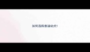 如何选购泰迪幼犬