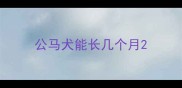 公马犬能长几个月