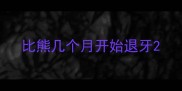 比熊几个月开始退牙