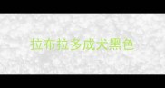 拉布拉多成犬黑色