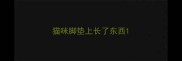 猫咪脚垫上长了东西