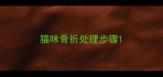 猫咪骨折处理步骤