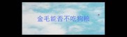 金毛能否不吃狗粮