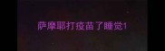 萨摩耶打疫苗了睡觉