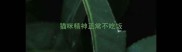 猫咪精神正常不吃饭
