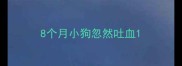 8个月小狗忽然吐血