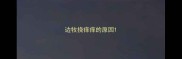 边牧挠痒痒的原因