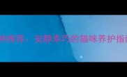 10个低噪音猫咪品种推荐安静乖巧的猫咪养护指南附品种对比