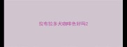 拉布拉多犬咖啡色好吗