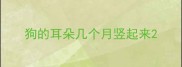 狗的耳朵几个月竖起来