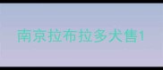 南京拉布拉多犬售