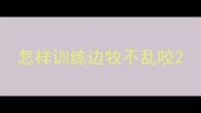 怎样训练边牧不乱咬