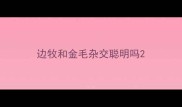 边牧和金毛杂交聪明吗