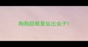 狗狗屁眼里钻出虫子
