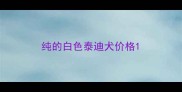 纯的白色泰迪犬价格
