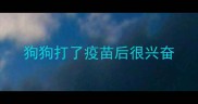 狗狗打了疫苗后很兴奋