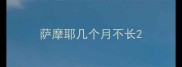 萨摩耶几个月不长