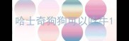 哈士奇狗狗可以吃牛