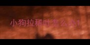 小狗拉稀吐怎么办