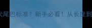 边境牧羊犬尾巴标准新手必看从长度到弯曲度全