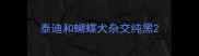 泰迪和蝴蝶犬杂交纯黑