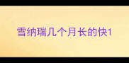 雪纳瑞几个月长的快