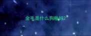 金毛是什么狗粮好