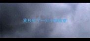 狗只生了一只小狗寓意