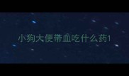 小狗大便带血吃什么药