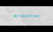 猫打了疫苗后不吃饭