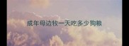 成年母边牧一天吃多少狗粮