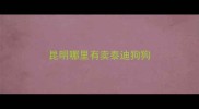 昆明哪里有卖泰迪狗狗
