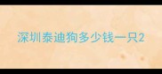 深圳泰迪狗多少钱一只