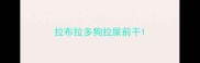拉布拉多狗拉屎前干