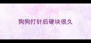 狗狗打针后硬块很久