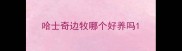 哈士奇边牧哪个好养吗
