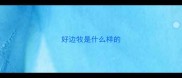 好边牧是什么样的