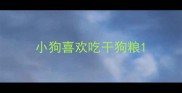 小狗喜欢吃干狗粮