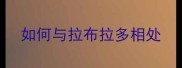 如何与拉布拉多相处