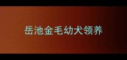 岳池金毛幼犬领养