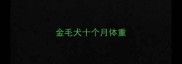 金毛犬十个月体重