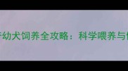4-6月龄哈士奇幼犬饲养全攻略科学喂养与健康管理指南