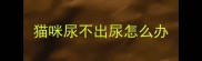 猫咪尿不出尿怎么办