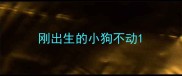 刚出生的小狗不动